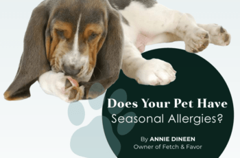 Does Your Pet Have Seasonal Allergies?