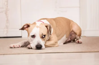 Back-to-School Blues: Managing Your Dog’s Separation Anxiety