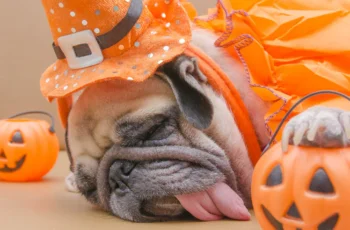 Choosing the Perfect Halloween Costume for Your Pup